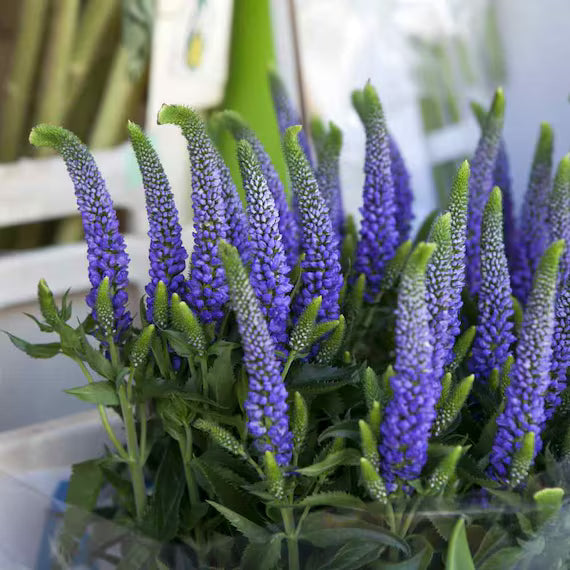 Veronica Flower seeds for Planting - Shade Tolerant, Heirloom & GMO Free Seeds for Home Garden