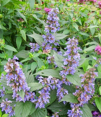 Catmint Nepeta faassenii Six Hills Giant with lavender-blue flowers in a garden.
