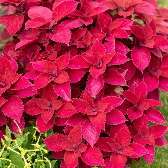 Deep Red Dragon Coleus for Planting Colorful Display Heirloom & GMO Free Seeds for Home Garden
 
 Sale