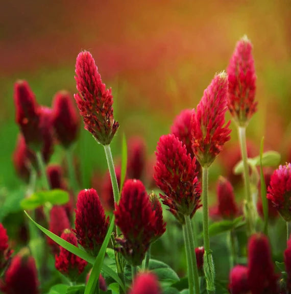 Crimson Clover Flower seeds for Planting Cut Flower Favorite Heirloom & GMO Free Seeds for Home Garden