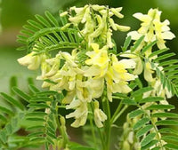 Yellow Astragalus Flower seeds for Planting - Wildflower Mix, Heirloom & GMO Free Seeds for Home Garden