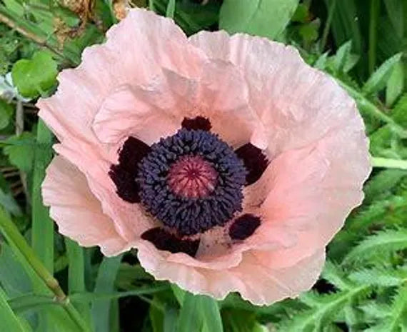 Papaver orientale 'Victoria Louise' displaying large peach flowers with dark centers.
