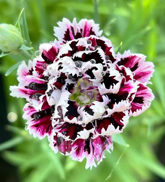 White Maroon Dianthus Flower seeds for Planting Premium Quality Heirloom & GMO Free Seeds for Home Garden 
 
 Sale