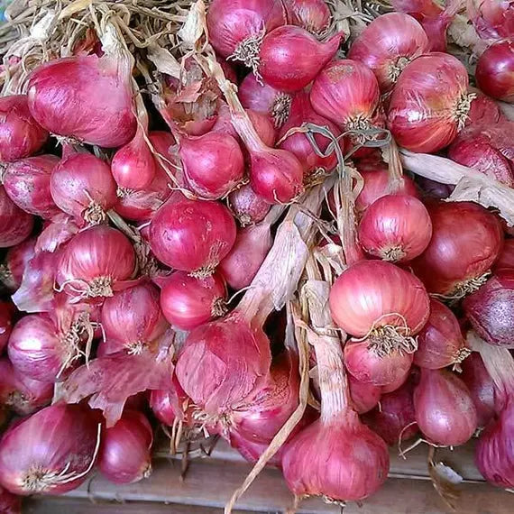 Red Onion Seeds | Heirloom Vegetable for Garden Planting