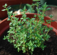 Common Thyme Seeds Heirloom Garden Herb for Home Planting