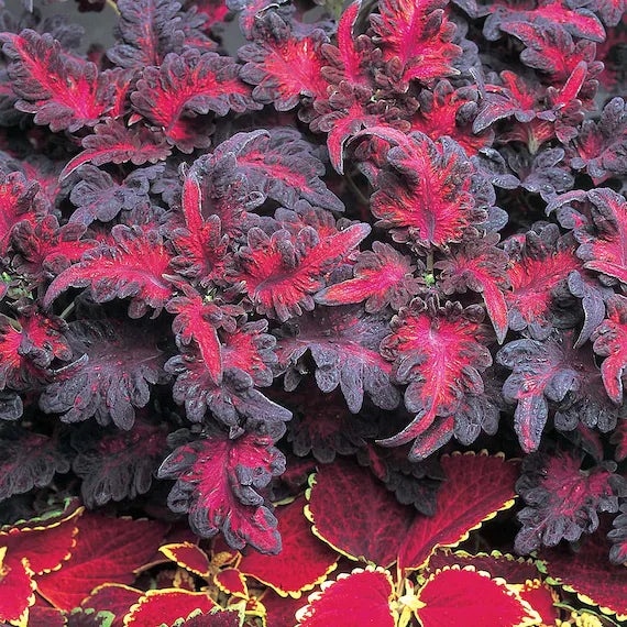 Black Red Coleus Flower seeds for Planting Seasonal Bloomer Heirloom & GMO Free Seeds for Home Garden