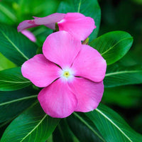 Thick Pink Periwinkle Flower seeds for Planting - Fragrant Blossoms, Heirloom & GMO Free Seeds for Home Garden
