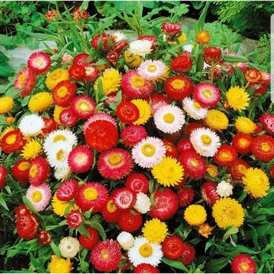 100 Pcs