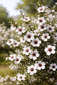 White Leptospermum Scoparium Trees - Seeds for Beautiful Blossoms and Resilient Garden Design