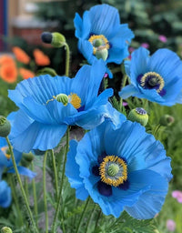 Himalayan Blue Poppy with vivid blue flowers growing in a shaded garden.