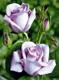 Light Purple White Holland Rose Flower Seeds for Planting Premium Quality Heirloom & GMO Free Seeds for Home Garden
 
 Sale