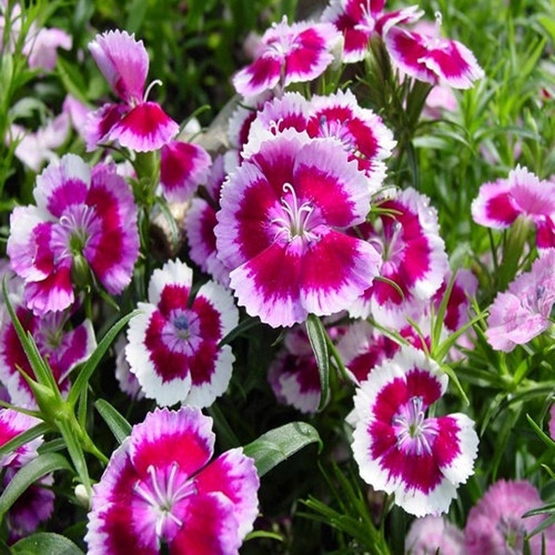 Pink White Dianthus Flower seeds for Planting Pollinator Friendly Heirloom & GMO Free Seeds for Home Garden
 
 Sale seeds for home garden planting