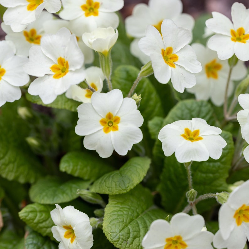 White Primrose Flower seeds for Planting - Vibrant Colors, Heirloom & GMO Free Seeds for Home Garden
 
 Sale for planting in home garden