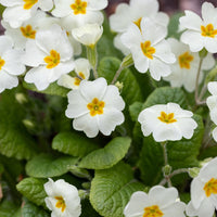 White Primrose Flower seeds for Planting - Vibrant Colors, Heirloom & GMO Free Seeds for Home Garden
 
 Sale for planting in home garden
