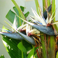 Strelitzia Flower seeds for Planting - Low Maintenance, Heirloom & GMO Free Seeds for Home Garden