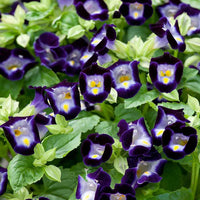 Deep Blue Torenia Flower seeds for Planting - Bright Blooms, Heirloom & GMO Free Seeds for Home Garden
 
 Sale for planting in home garden