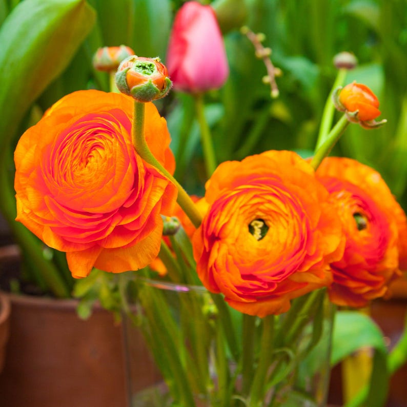 Persian Buttercup Flower seeds for Planting - Drought Tolerant, Heirloom & GMO Free Seeds for Home Garden
 
 Sale for planting in home garden