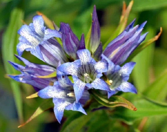 Blue Gentiana Sceptrum Flower seeds for Planting Easy to Grow Heirloom & GMO Free Seeds for Home Garden 
 
 Sale