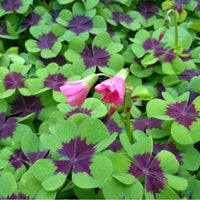 Green Purple Four Leaf Clover Flower seeds for Planting Home Garden Favorite Heirloom & GMO Free Seeds For Home Garden 
 
 Sale