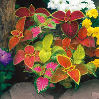 Coleus Variety Mix Seeds – Colorful Foliage Plants for Garden and Containers