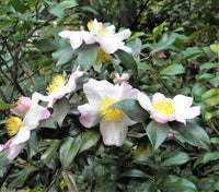 Tea Plant (Black & Green Drinking Tea) Camellia Sinensis Evergreen Tree Shrub Flower Seeds