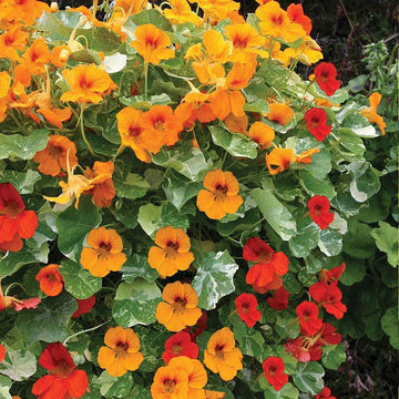 Nasturtium (Nasturtium Jewel) seeds for planting in home garden