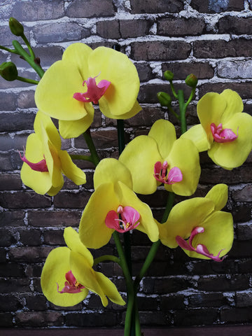 Orchid Phalaenopsis Flower seeds for Planting, Easy to Grow Heirloom & GMO Free Seeds for Home Garden