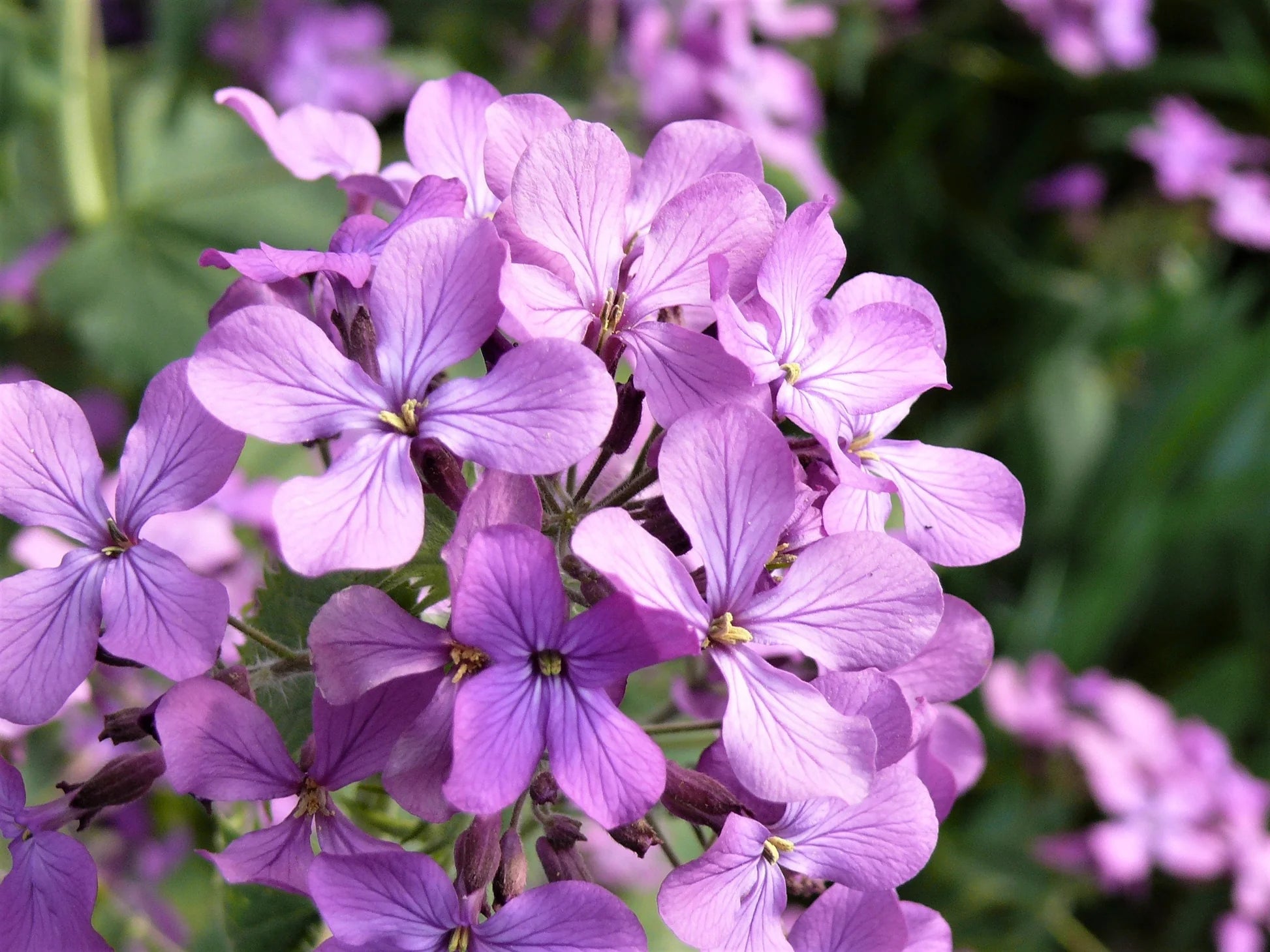Lavender-Scented Evening Stock Seeds for Fragrant Night-Blooming Flowers