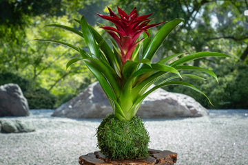 Burgundy Bromeliad Flower seeds for Planting Vibrant Colors Heirloom & GMO Free Seeds for Home Garden