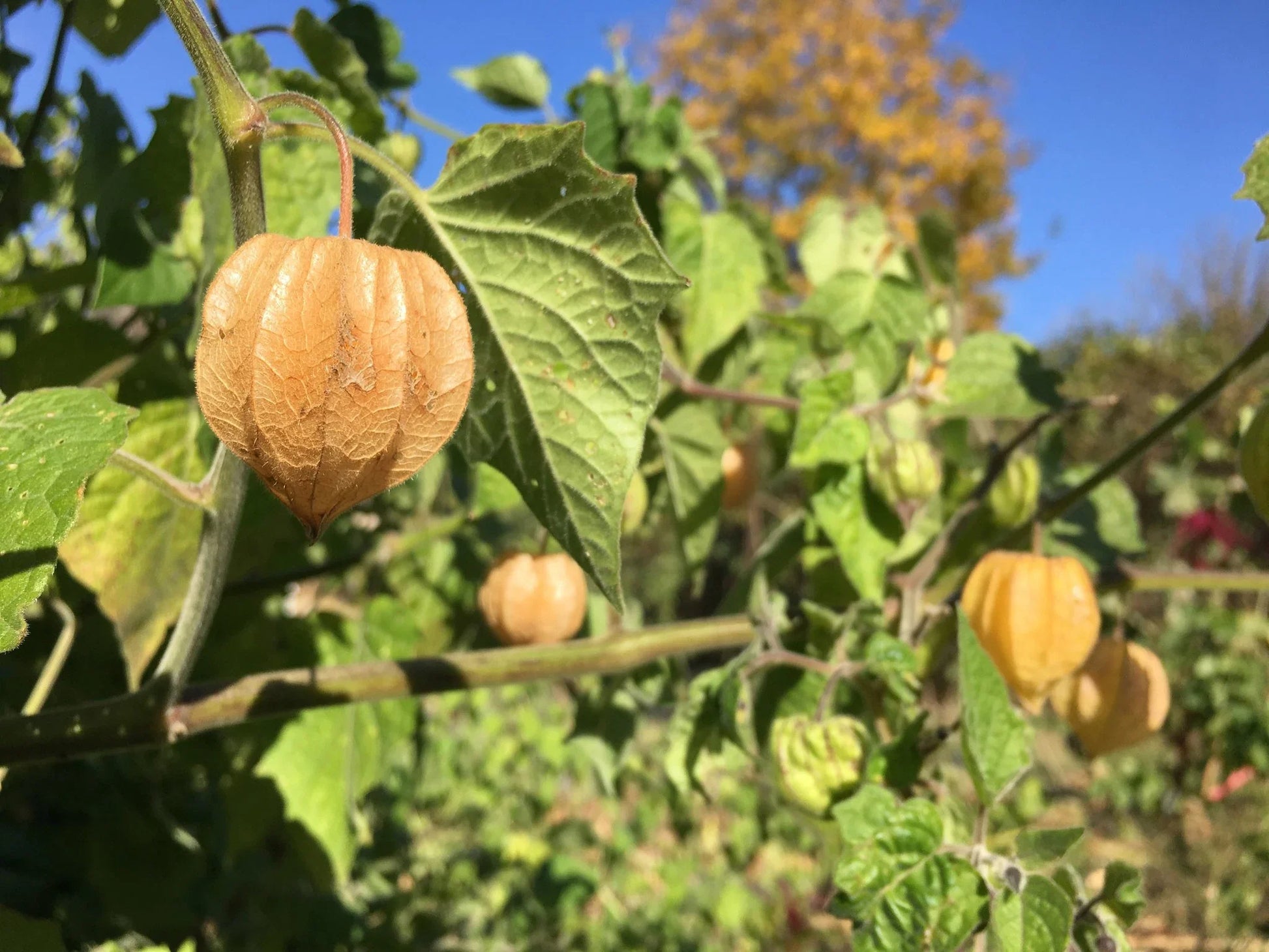 Orange Physalis plant growing with papery husks and bright fruits.