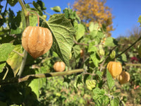 Orange Physalis plant growing with papery husks and bright fruits.