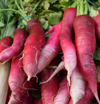 China Rose Rettichsamen Seeds for Spicy, Flavorful Radishes