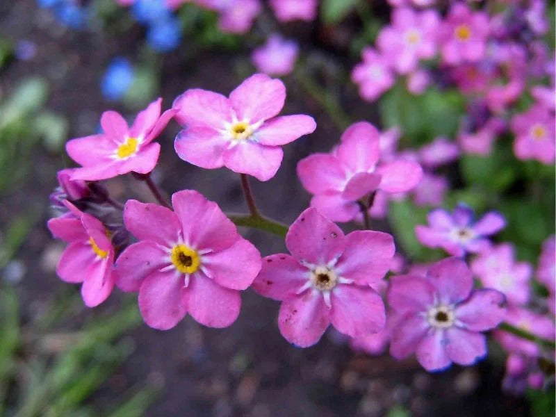Myosotis Sylvatica Flower seeds for Planting Wildflower Mix Heirloom & GMO Free Seeds for Home Garden