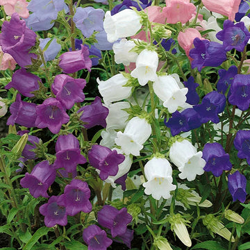 Field Bellflower Seeds – Heirloom Canterbury Bell Perennial Blooms