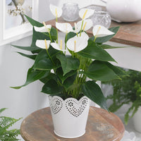 White Anthurium Flower Seeds Flower seeds for Planting Cottage Garden Essential Heirloom & GMO Free Seeds for Home Garden