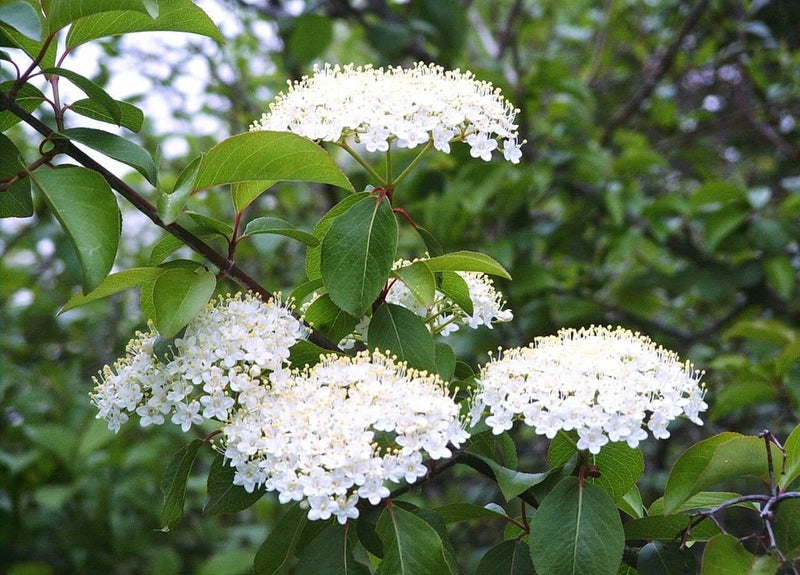 White Arrowwood Flower seeds for Planting - Easy to Grow, Heirloom & GMO Free Seeds for Home Garden
