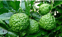 Kaffir lime tree with glossy green leaves and textured green fruits.
