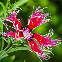 Dianthus Spooky Mix Seeds for Festive, Colorful Blooms