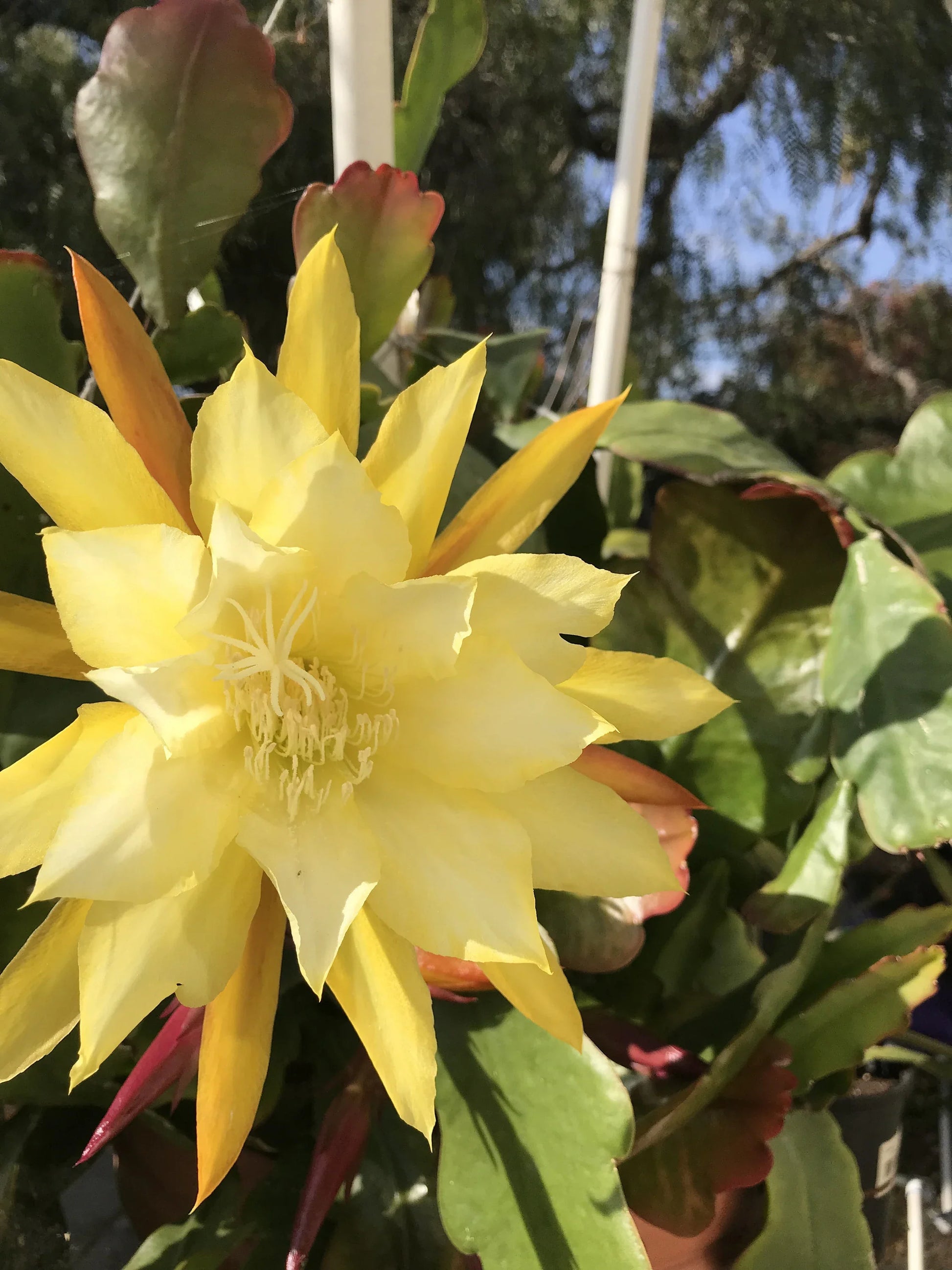 Epiphyllum Orchid Cactus Yellow Live Stem Cuttings – Healthy Ornamental Cactus for Indoor Pots, Hanging Baskets & Home Gardens