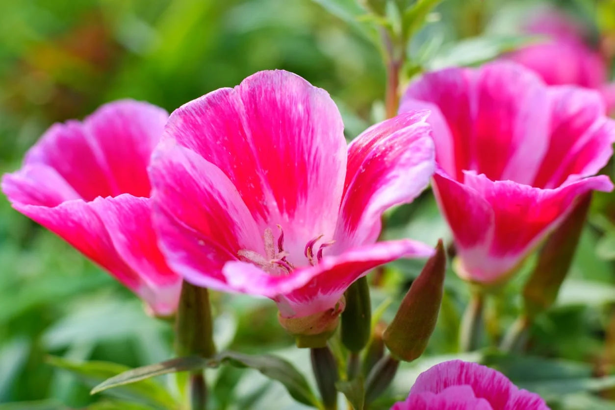 Farewell to Spring Seeds for Beautiful, Bright Spring Blooms