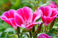 Farewell to Spring Seeds for Beautiful, Bright Spring Blooms
