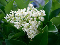 White Privet Flower Seeds for Planting  Enhance Your Garden