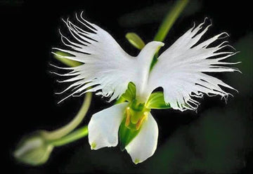Dove Orchid Flower seeds for Planting - Compact Growth, Heirloom & GMO Free Seeds for Home Garden