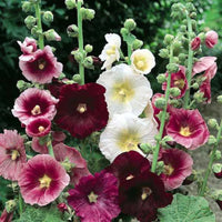 Hollyhock Seeds - GIANT DANISH MIX - Rare Biennial - 11 Feet Tall