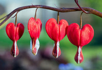 Red Bleeding Heart Planting Seeds  Perennial Flower Seeds for Spring & Fall