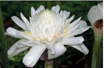 White Etlingera Elatior Flower Seeds for Planting Easy to Grow Heirloom & GMO Free Seeds for Home Garden
 
 Sale