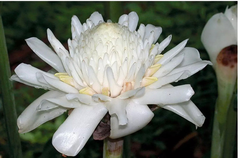 White Etlingera Elatior Flower Seeds for Planting Easy to Grow Heirloom & GMO Free Seeds for Home Garden
 
 Sale