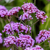 Purple Vervain Flower seeds for Planting - Garden Favorite, Heirloom & GMO Free Seeds for Home Garden
 
 Sale for planting in home garden.