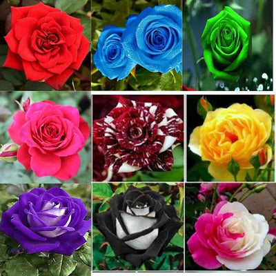 100 Pcs