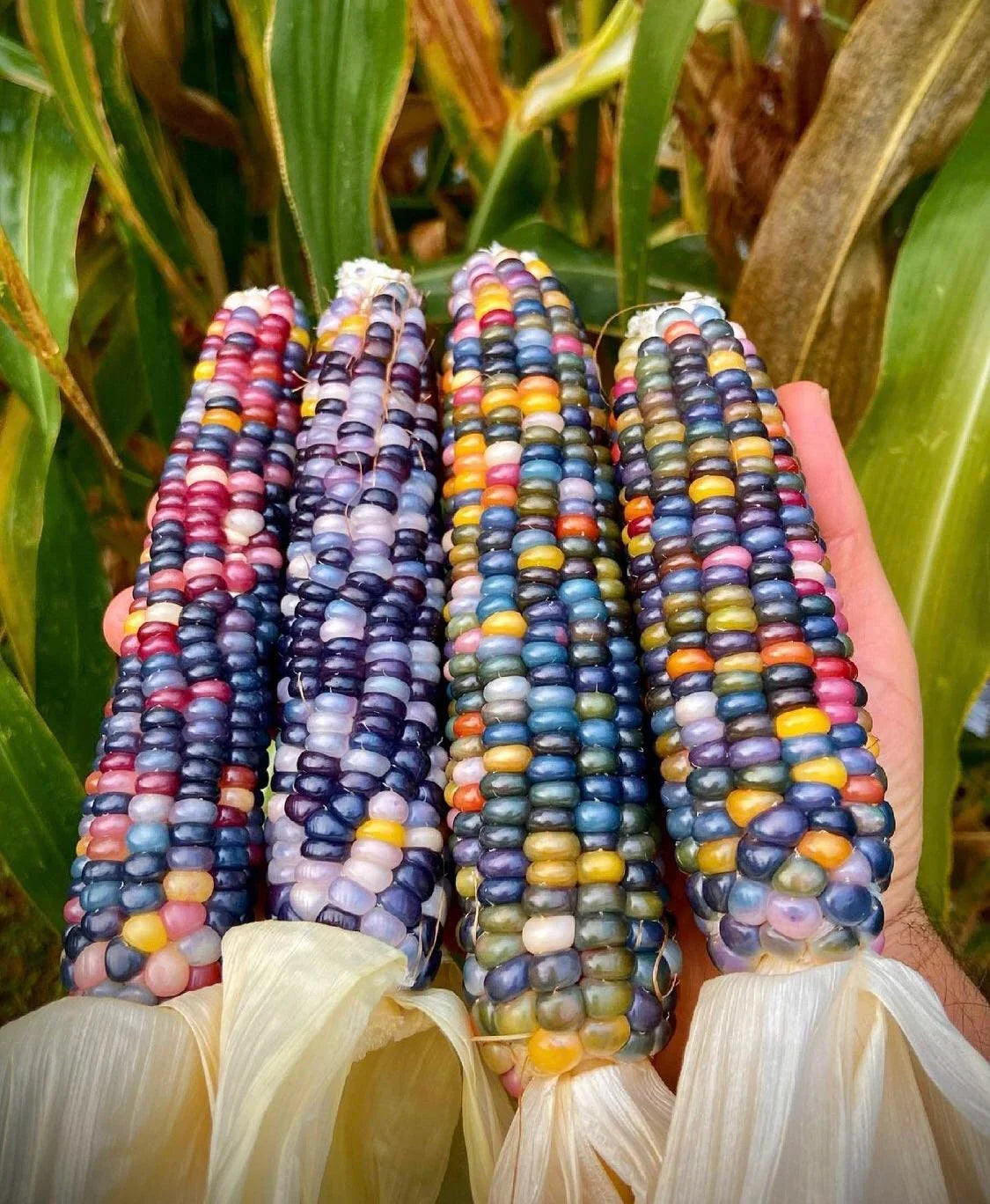 Ornamental and edible Glass Gem corn with bright glass-like kernels ready for harvest.